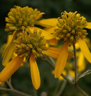 Verbesina alternifolia