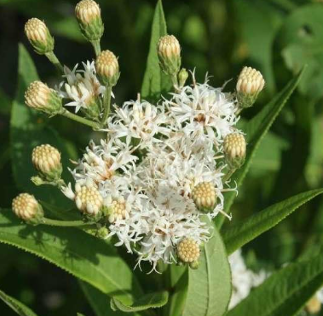 Vernonia noveboracensis 'White Lightning'