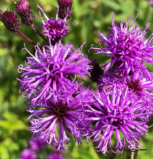 Vernonia noveboracensis