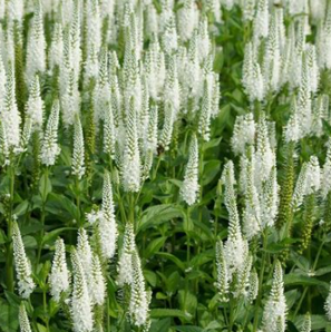 Veronica longifolia 'Alba'