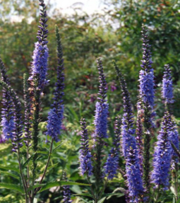 Veronica longifolia