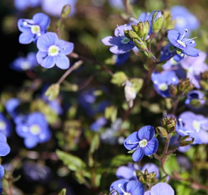 Veronica peduncularis 'Georgia Blue'