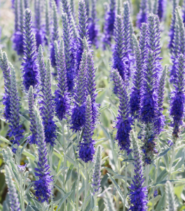 Veronica spicata 'Incana'