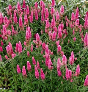 Veronica spicata 'Pink Goblin'