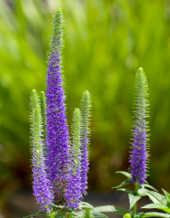 Veronica spicata