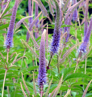 Veronicastrum sibiricum