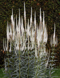 Veronicastrum virginicum 'Album'