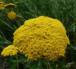 Achillea filipendulina 'Paker's Variety'