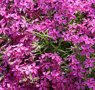 phlox subulata 'aropurpurea'