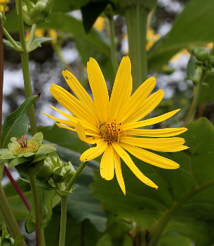 silphium perfoliatum