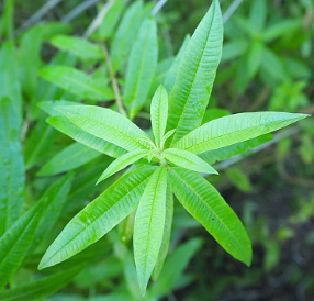 verveine citronelle