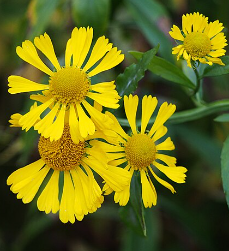 Helenium autumnale