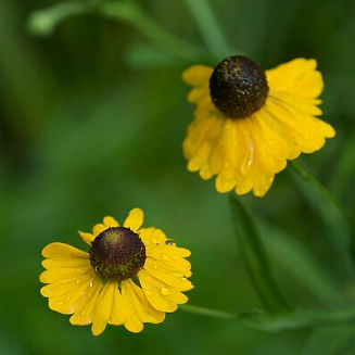 Helenium flexuosum