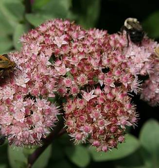 Hylotelephium 'Matrona'