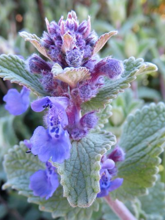 Nepeta faasenii 'Junior Walker'