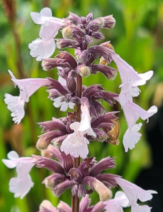 Nepeta grandiflora 'Dawn to Dusk'