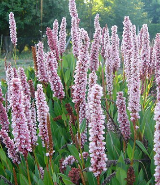 Persicaria affinis 'Darjeeling Red'