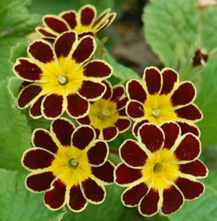 Primula eliator 'Gold Lace'