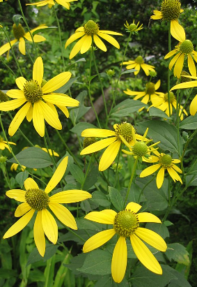 Rudbeckia laciniata