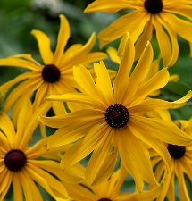 Rudbeckia subtomentosa