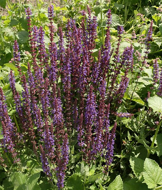 Salvia nemerosa 'Blaukonigin'