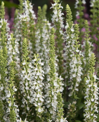 Salvia nemerosa 'Merleau White'