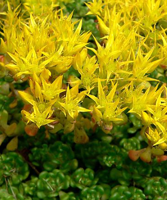 Sedum oreganum