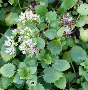 Sedum populifolium