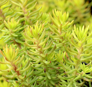 Sedum reflexum yellow cuschion