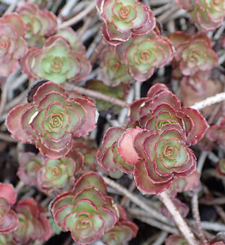 Sedum spurium 'Fuldaglut'