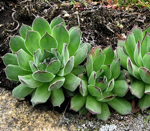 Sempervivum ruthenicum