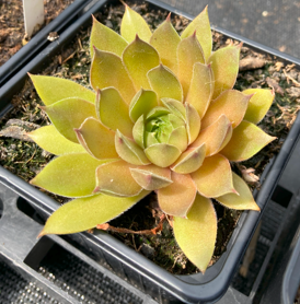 Sempervivum 'Alchimist'