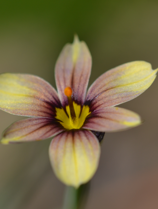 Sisyrinchium 'Biscutella'