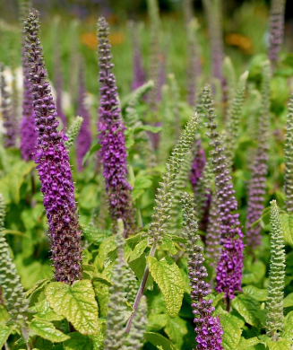 Teucrium hircanicum 'Paradise Delight'