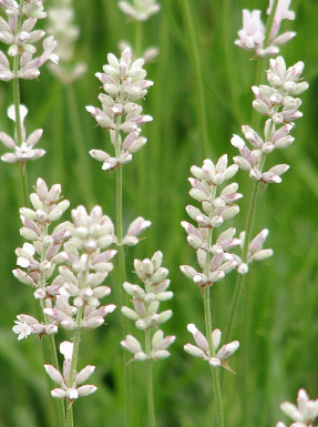 lavandula angustifolia 'Rosea'