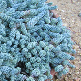 sedum dasyphyllum var mesatlanticum