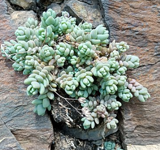 sedum dasyphyllum