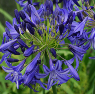 Agapanthus 'Headbourne Blue'