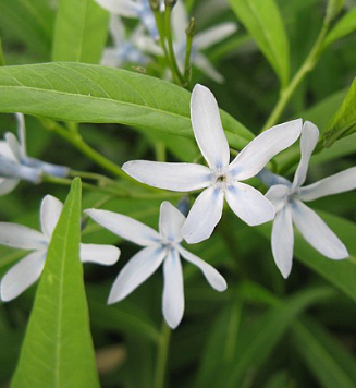 Amsonia elliptica