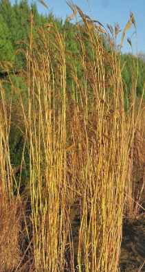 Andropogon hallii 'Yellow Kanza'