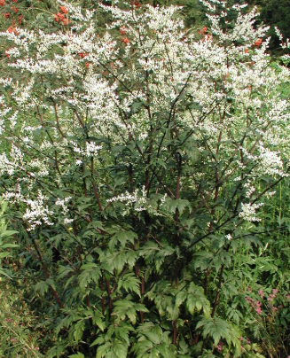 Artemisia lactiflora 'Guizhou'