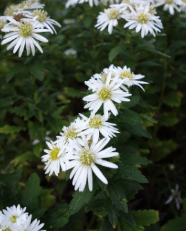 Aster ageratoides 'Ashvii'