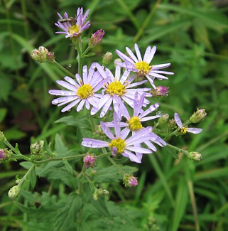 Aster ageratoides 'Asran'