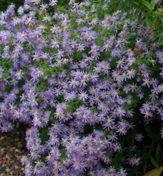 Aster ericoides 'Yvette Richardson'
