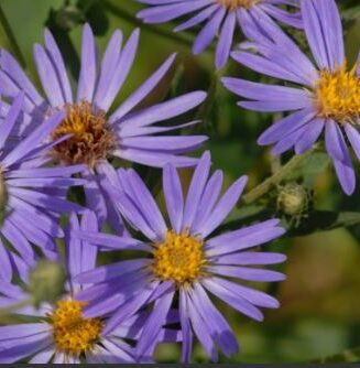 Aster macrophylla 'Twilight'