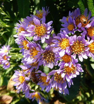 Aster tataricus 'Jindai'