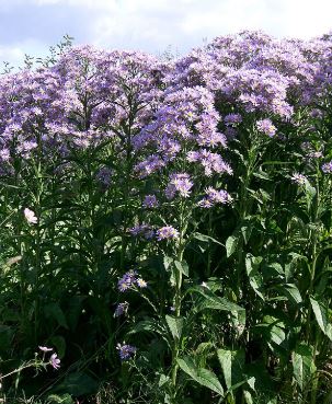 Aster tataricus
