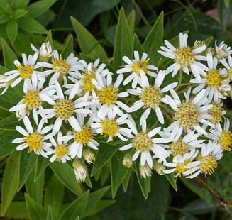 Aster umbellatus