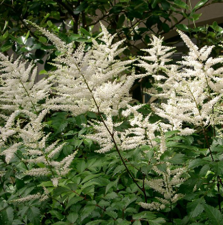 Astilbe x arendsii 'Moccachino'