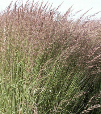 Calamagrostis 'Glenorchy Fireworks'